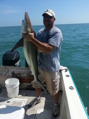 Nearshore Sharks In Galveston