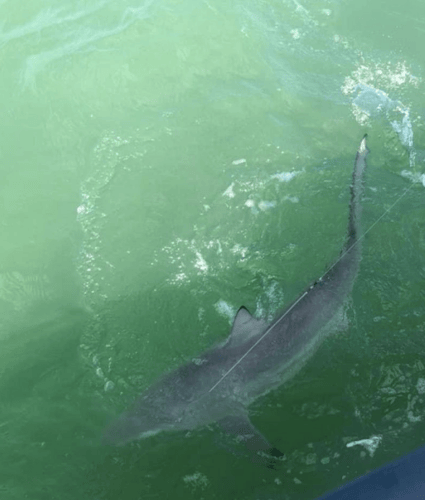 Nearshore Sharks In Galveston