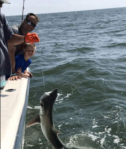 Nearshore Sharks In Galveston