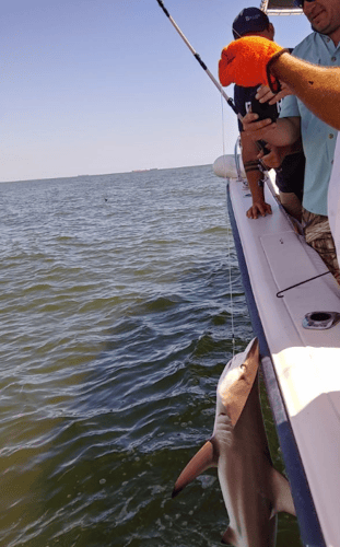 Nearshore Sharks In Galveston