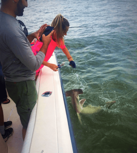 Nearshore Sharks In Galveston