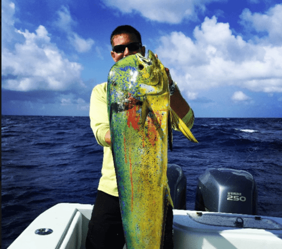 Reef Fishing Action In Key Largo