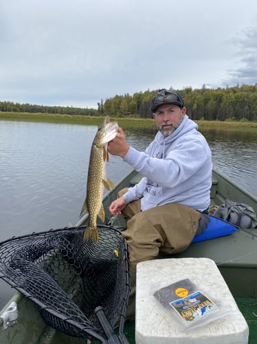 Pike In The Alaska Wilderness In Talkeetna