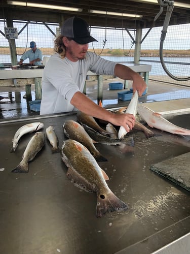 Half-Day Trip (Palacios TX) In Matagorda