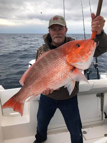Destin Bottom Fishing - 40' Infinity in Destin