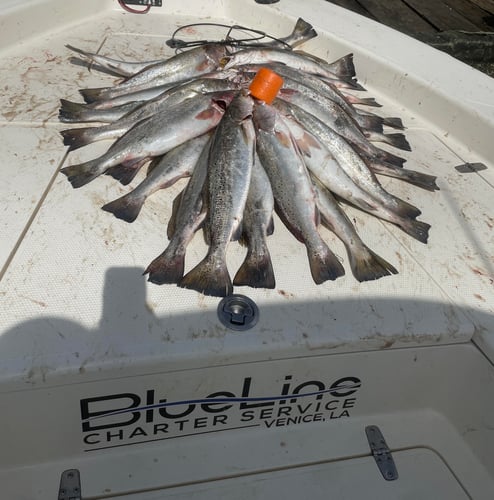 Full Day Inshore - 26' Blackjack In Boothville-Venice