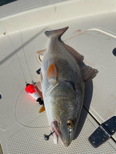 Full Day Inshore - 26' Blackjack In Boothville-Venice