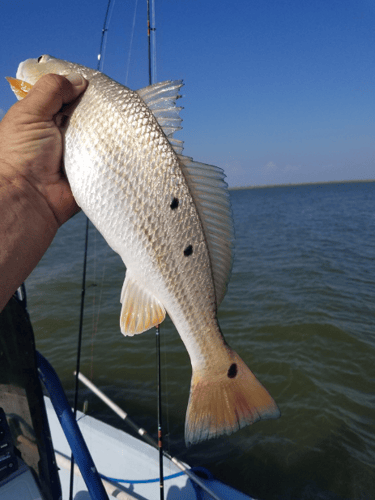 Ropin' Reds Inshore Adventure in Rockport