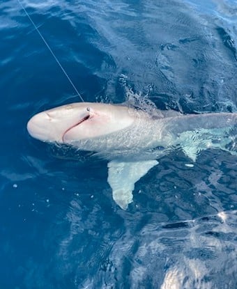Shark Fishing - 22' Tidewater In Panama City