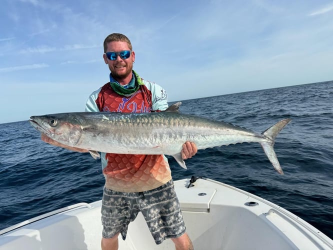 Florida Sportfish On Light Tackle In St. Petersburg