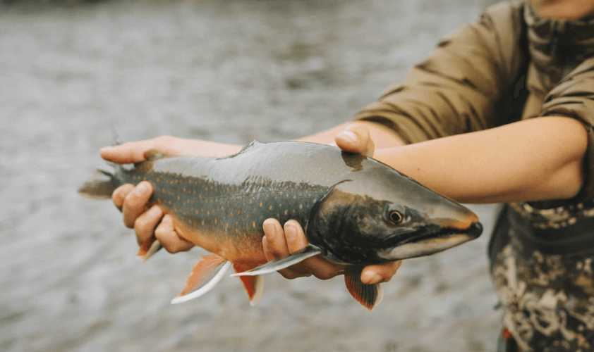 Naknek River All-Inclusive In King Salmon