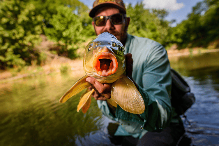 Carp On The Fly - Austin, TX In Austin