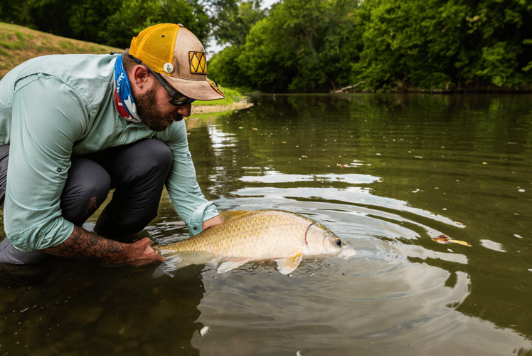 Carp On The Fly - Austin, TX In Austin