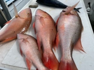 Full Day or Half Day Trip in Islamorada