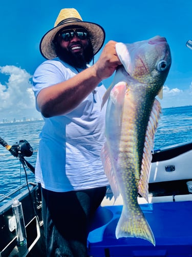 Deep Sea Deep Dropping For Black Belly Rosefish In Miami