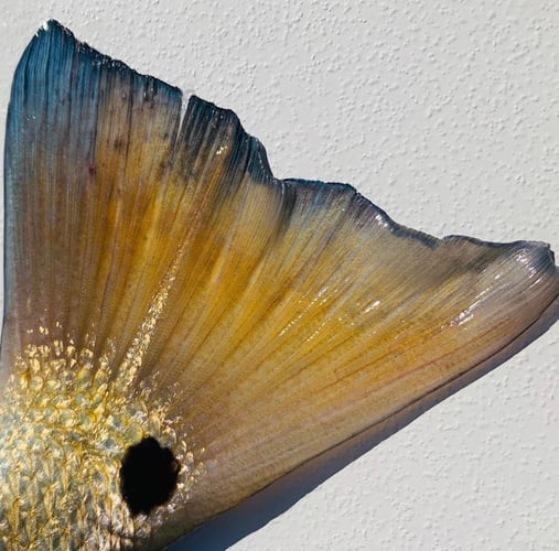 Islamorada Fly Fishing the Flats in Islamorada