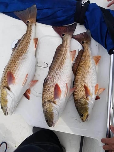 Half Day Nearshore Fishing In Pensacola