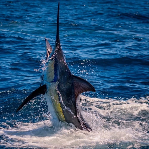 Pacific Fins Villa & Offshore In Puerto Quetzal