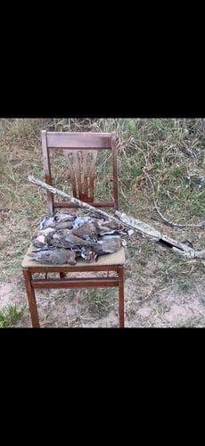 South Texas Dove Hunt with Lodging