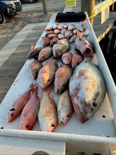 Red Snapper Baby! In Fort Myers Beach