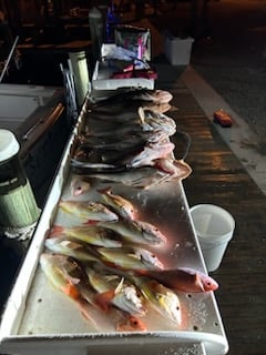 Red Snapper Baby! In Fort Myers Beach