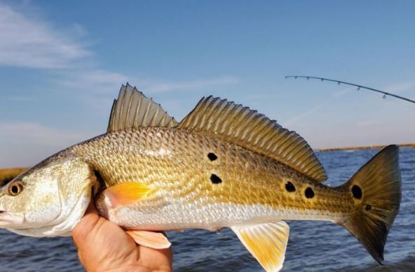 3/4 Day Fishing - 24’ Skeeter in Saint Bernard