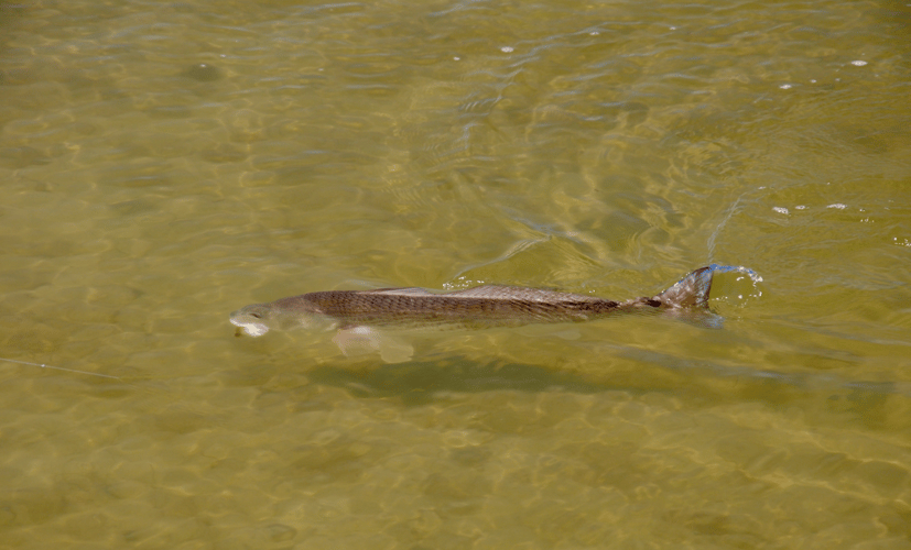 Sight Casting Safari In Rockport