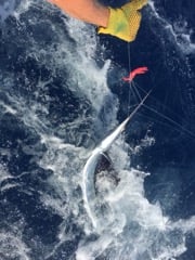 Swordfish Trip - 31' Rampage In West Palm Beach