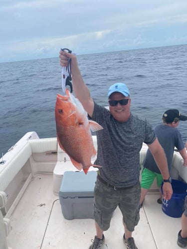 Alabama Reds And More In Gulf Shores