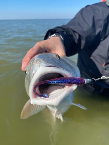 Galveston Bay Fishing In Texas City