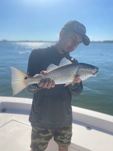 Inshore Light Tackle Trip In St. Augustine