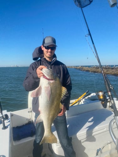 Nearshore Reds, Sharks, Jack Fish In Galveston