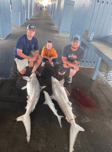 Nearshore Reds, Sharks, Jack Fish In Galveston