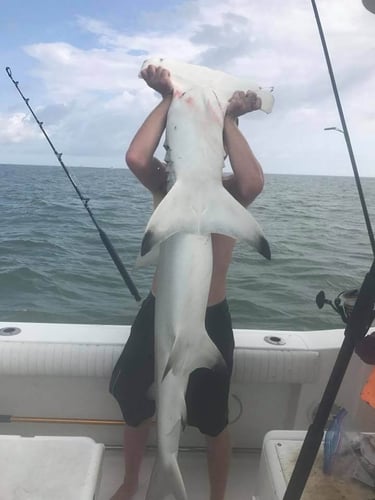 Sharks From a Big Boat