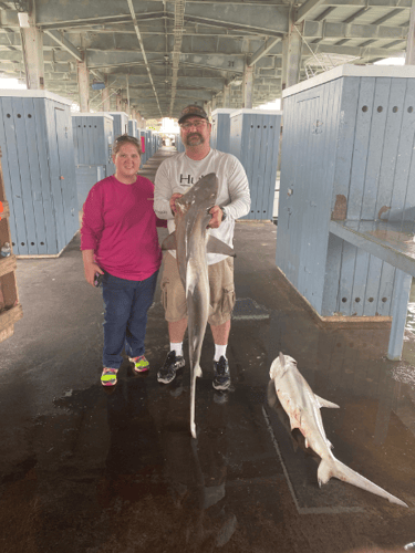 Nearshore Reds, Sharks, Jack Fish In Galveston