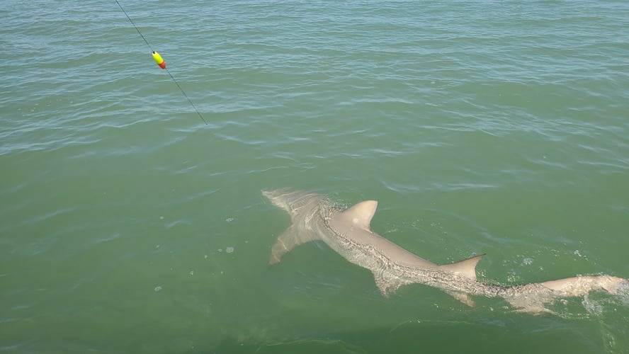 Big Shark Trip In Islamorada