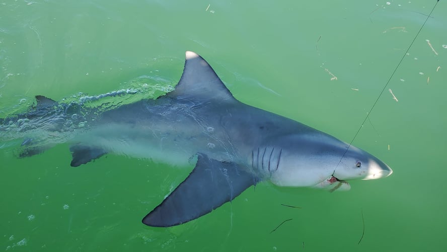 Big Shark Trip In Islamorada