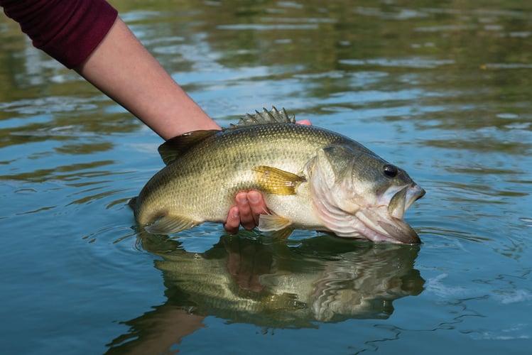Colorado River Bass Fishing in Austin
