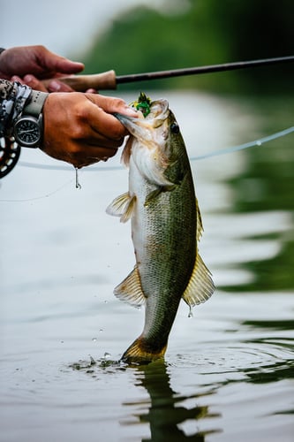 Colorado River Bass Fishing in Austin