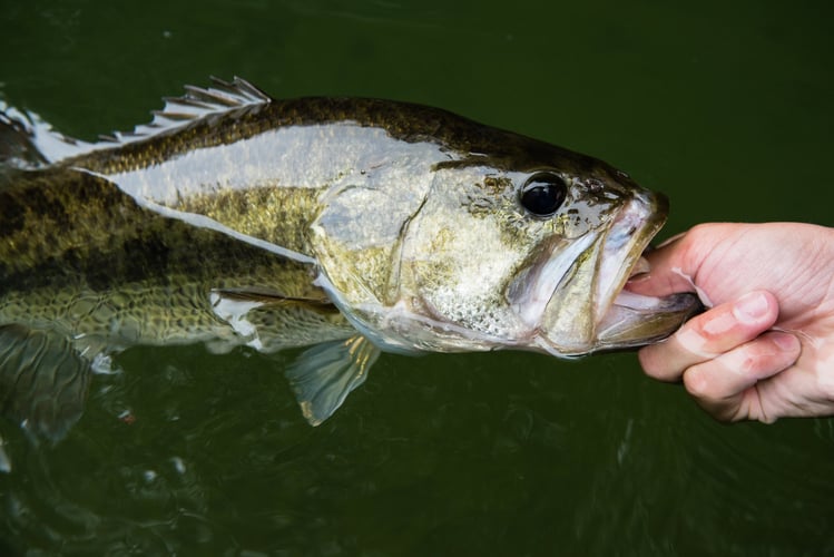 Colorado River Bass Fishing in Austin