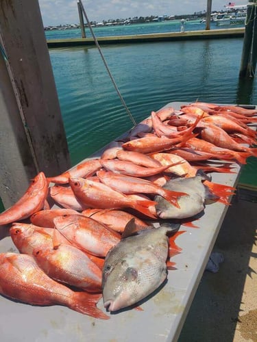 Bottom Fishing Frenzy In Orange Beach