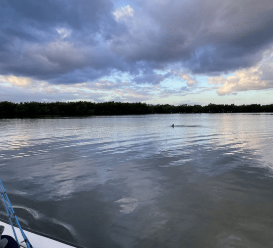 "Florida Classic" Shark Hunt In Edgewater