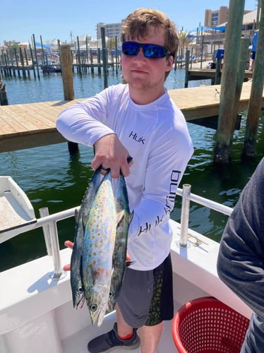 4 Hour Trolling - 42' Custom in Orange Beach
