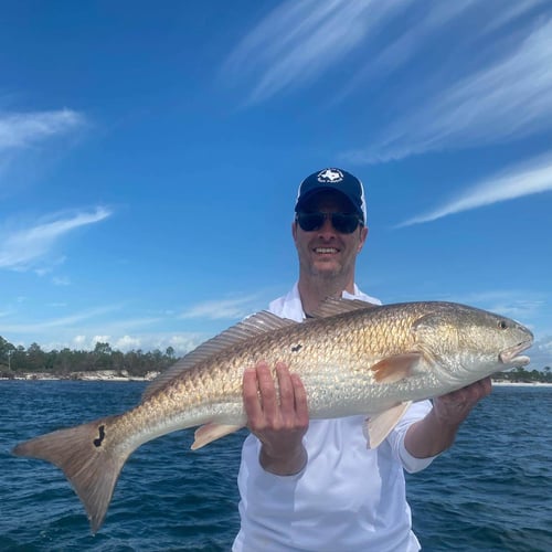 Intense Inshore Action! In Panama City