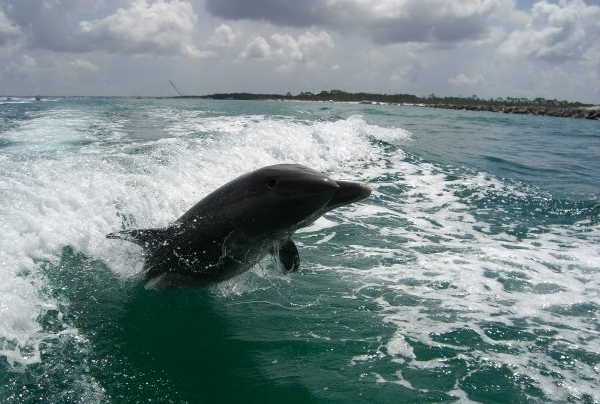 Dolphin Spotting And Fishing In Panama City