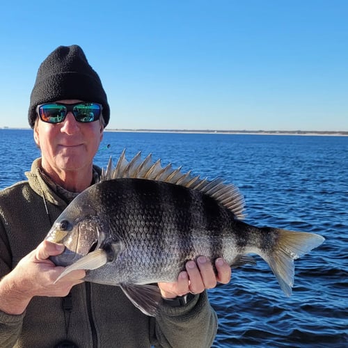 Slaying Sheepshead - 24’ Pathfinder In Jacksonville