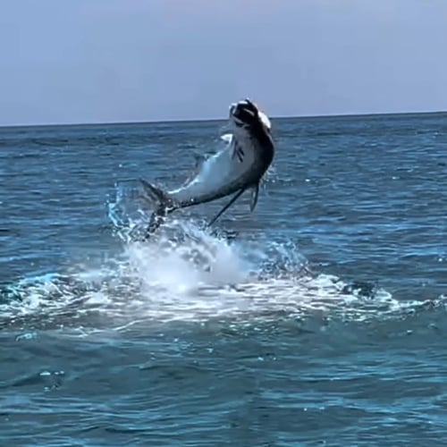 Tarpon And Shark Action In Jacksonville
