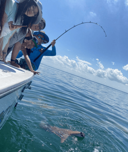 Shark Adventure- 32' Albermarle in Clearwater