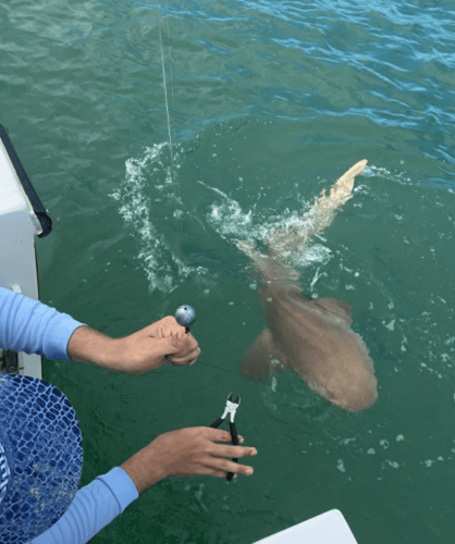 Shark Adventure- 32' Albermarle in Clearwater