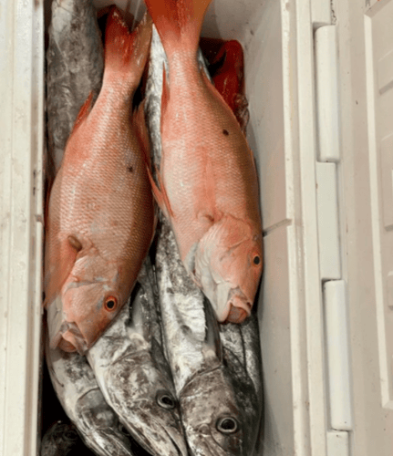 Reef & Bottom Fishing Trip in Miami Beach